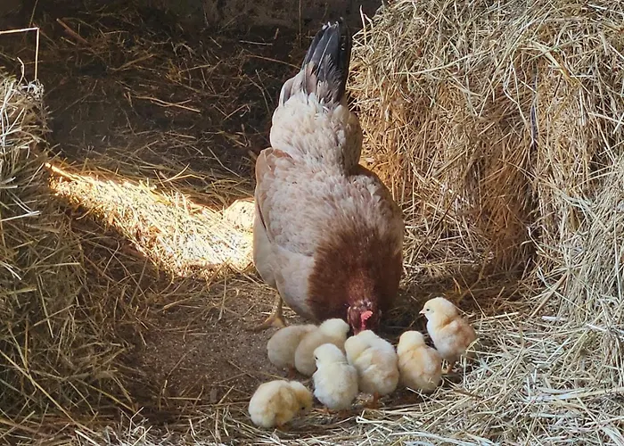 Farmica, Bed&Breakfast, Bazen Izdvojen Nekoliko Minuta Hoda