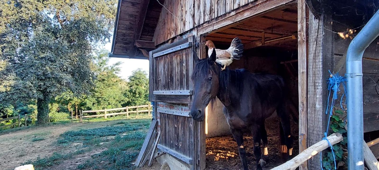 Farmica, Bed&breakfast, Bazen Izdvojen Nekoliko Minuta Hoda * Thurdevac