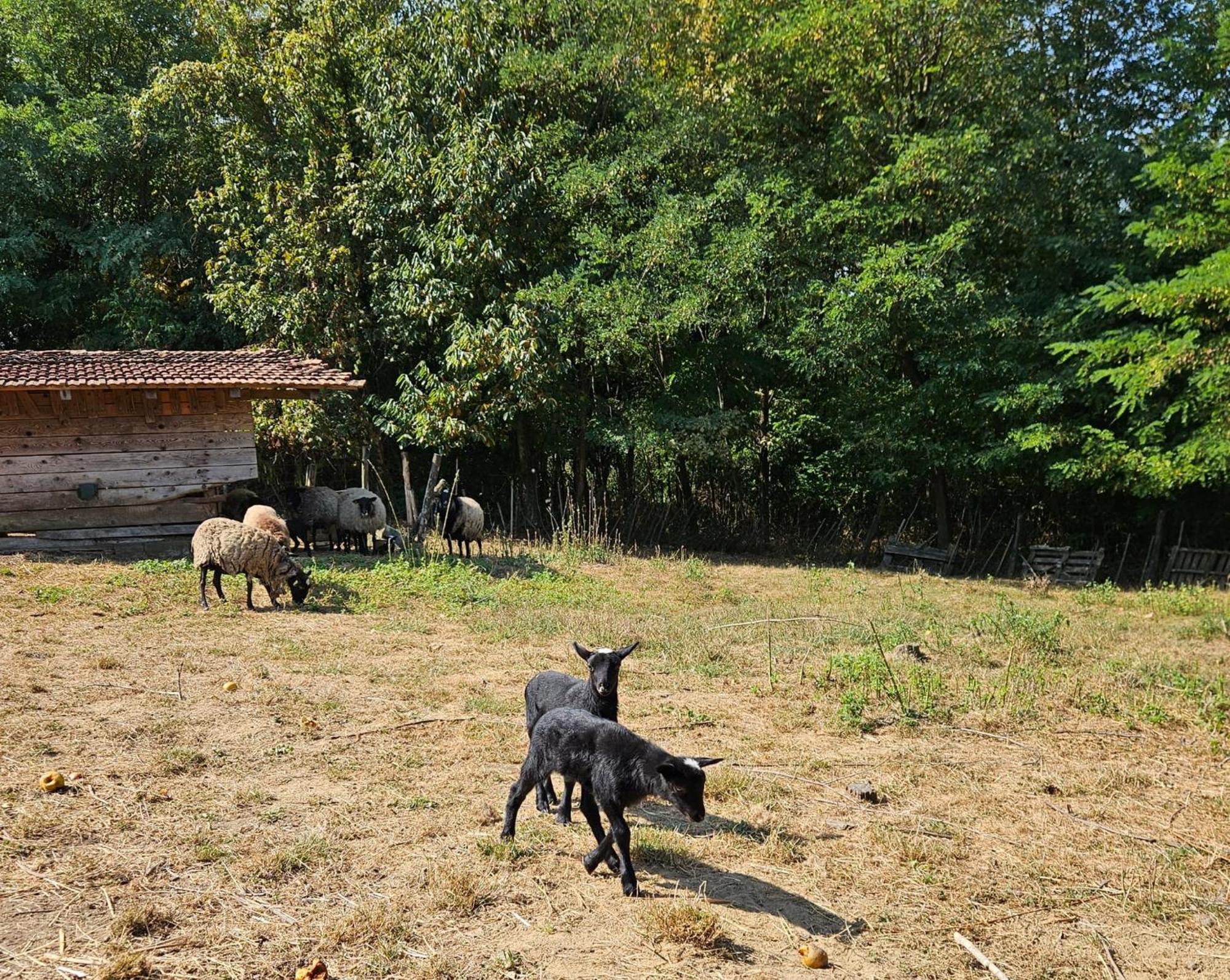 Farmica, Bed&breakfast, Bazen Izdvojen Nekoliko Minuta Hoda Country house *